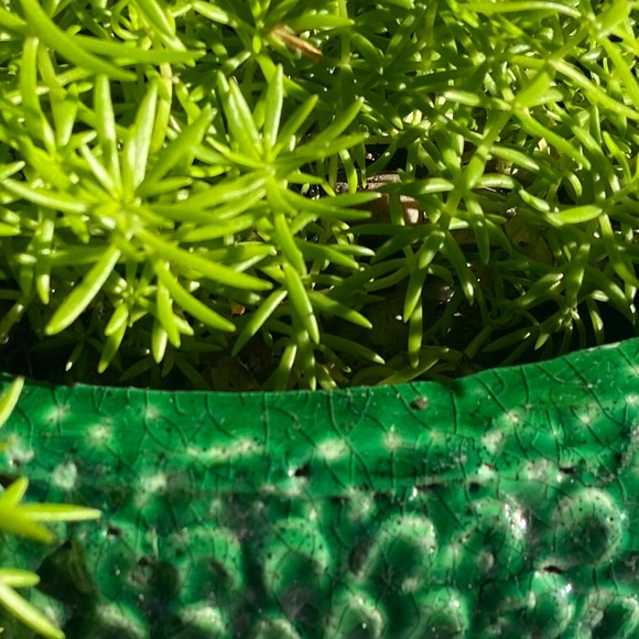 🌱Sedum Angelina Live Rooted Succulent Plant🌱 - Picture 4 of 11